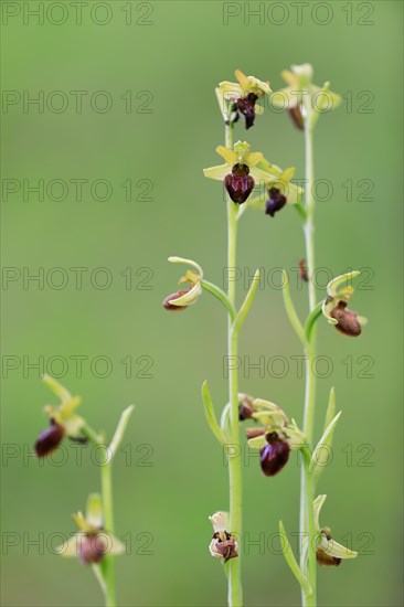 Early spider orchid