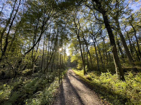 Narrow forest path in late summer in Schermbeck wolf area Kirchheller Heide