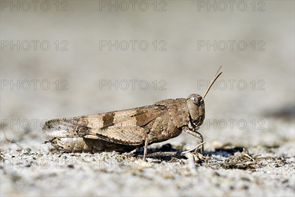 Blue-winged grasshopper