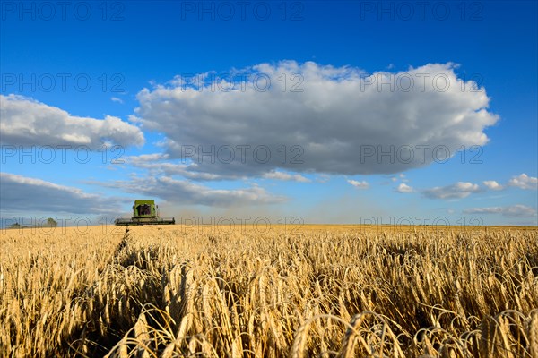 Combine harvester in a cornfield harvesting barley