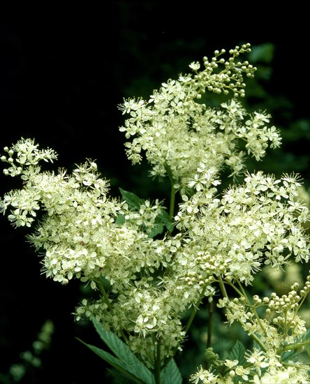 Meadowsweet