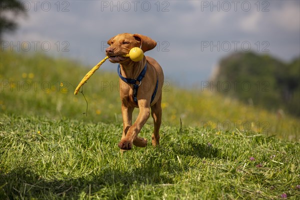 Vizsla puppy