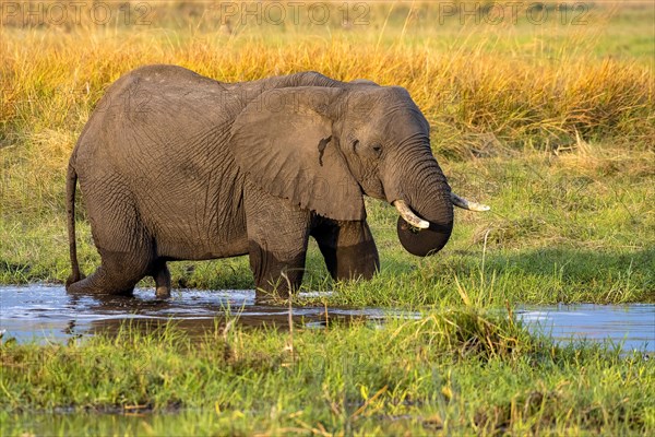 African elephant