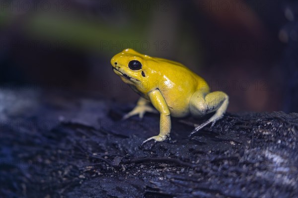 Golden poison frog