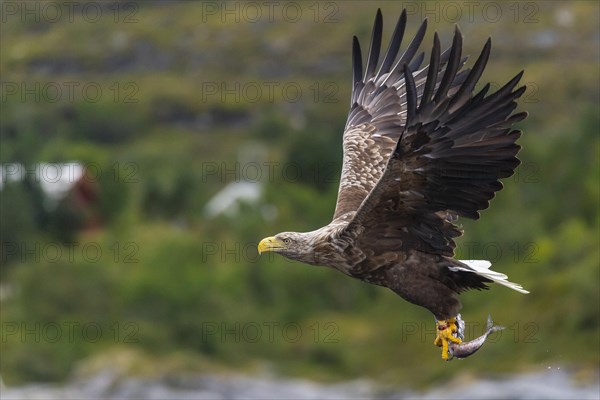 White-tailed eagle