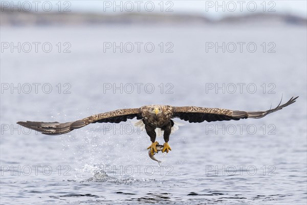 White-tailed eagle