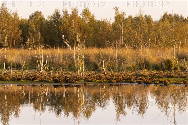 Renaturalised high moor in Hahnenmoor