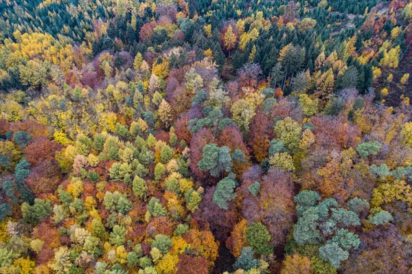 Autumn coloured mixed forest