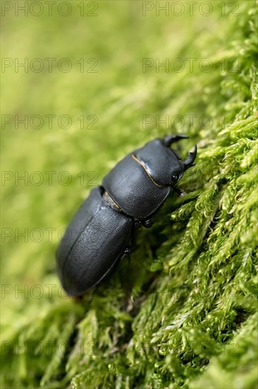 Lesser stag beetle