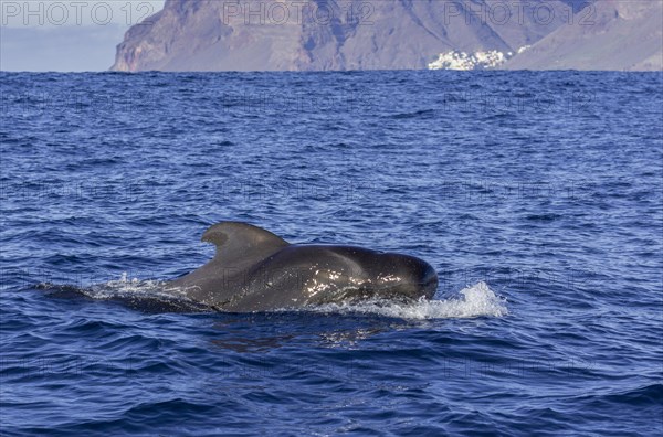 Long-finned pilot whale