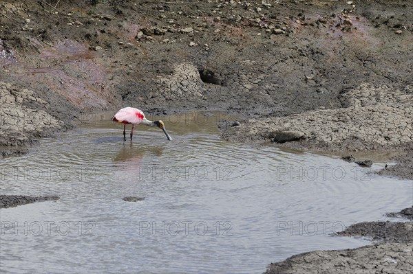 Roseate spoonbill