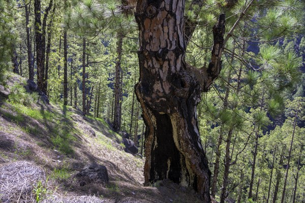 Charred trunk of a Canary Island canary island pine