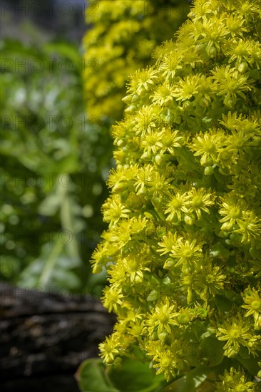 Flowering tree aeonium