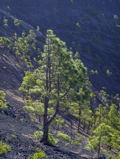 Canary island pine