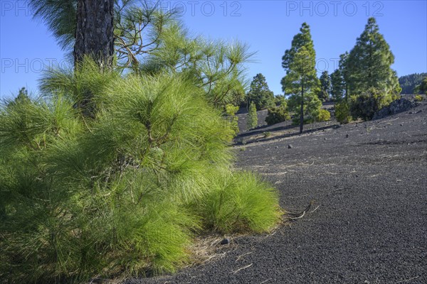 Canary island pine