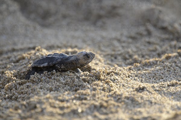 Loggerhead sea turtle