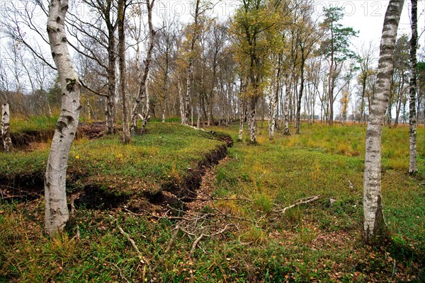 Spolsener Moor