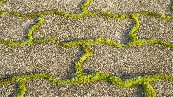 Moss around paving stones on a garden path in Ystad