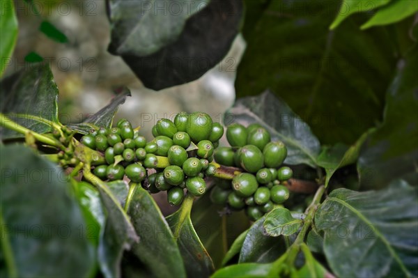 Coffee cultivation