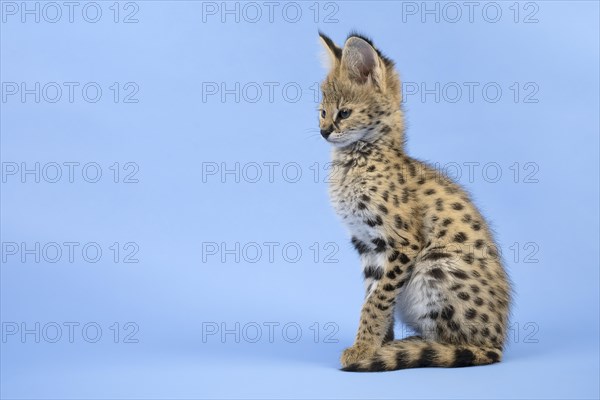 Serval