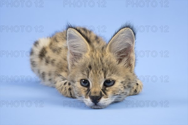 Serval