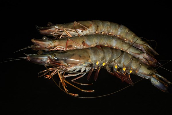 Three raw giant tiger prawns