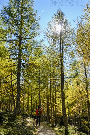 Larch forest