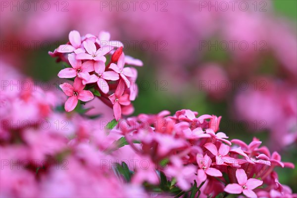 Garland flower