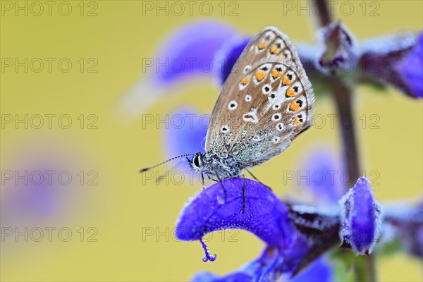 Gossamer winged butterfly