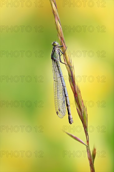 Azure damselfly