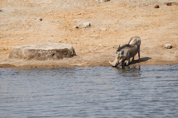 Desert warthog