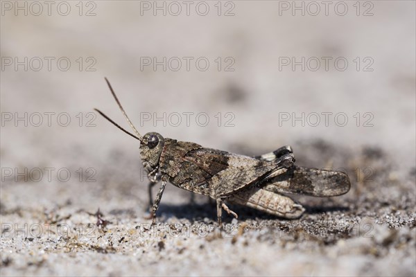 Blue-winged grasshopper