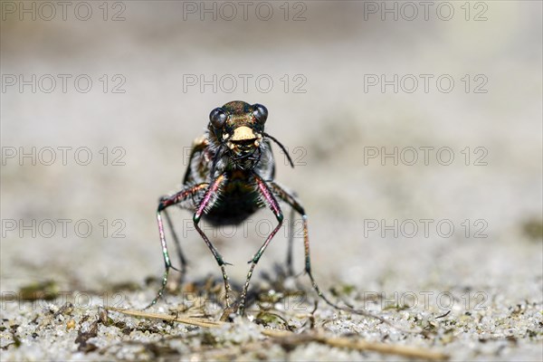 Dune Sand Beetle