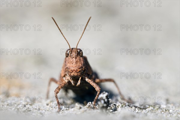 Blue-winged grasshopper