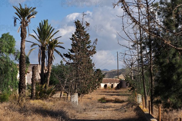 Overgrown garden with palms and trees of a former stately finca