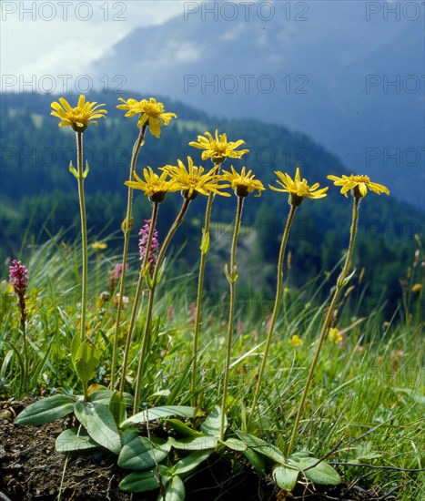 Mountain arnica