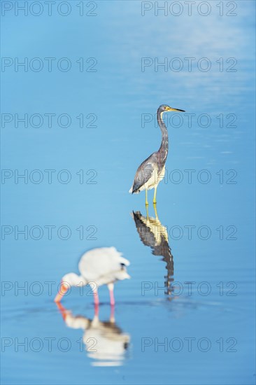 American white ibis