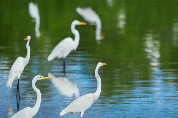 Great white egrets