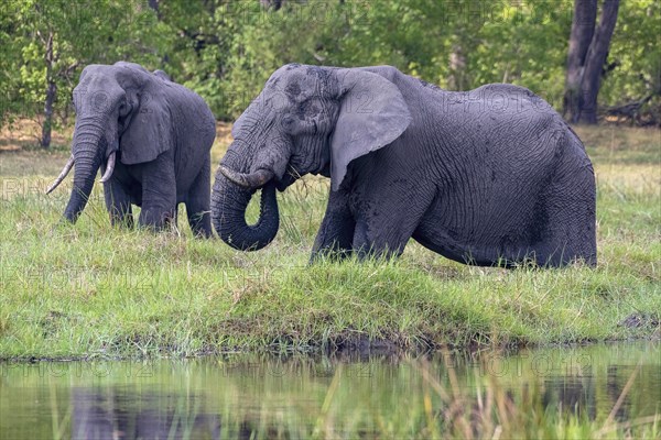 African elephant