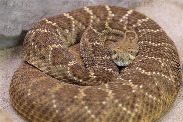 Western diamondback rattlesnake