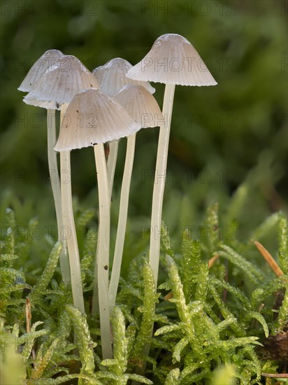 White milky milking bonnet