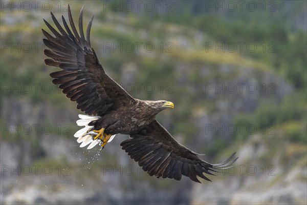 White-tailed eagle