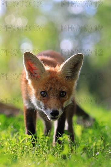 Red fox