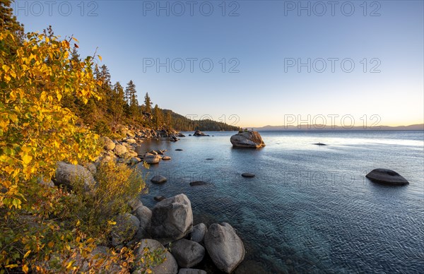 Bonsai Rock