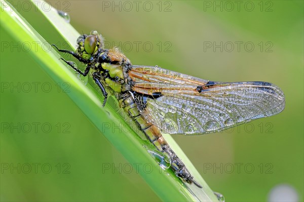 Four-spotted chaser