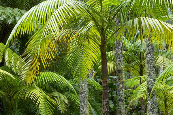 Tree ferns