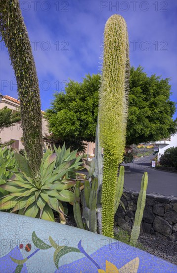 Flowering Dragon Tree Agave or lion's tail