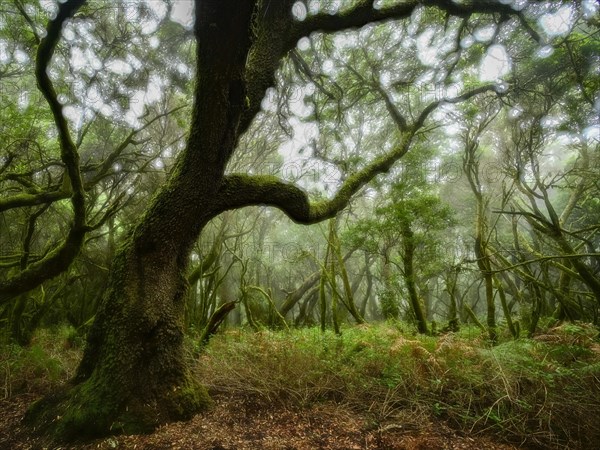 Moss-covered laurel tree in cloud forest