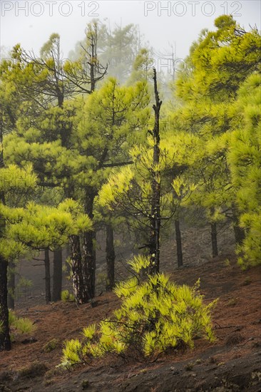 Canary island pine