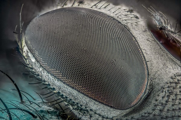 Eye of a house fly